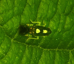 Diedrocephala