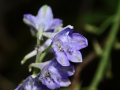 Delphinium exaltatum