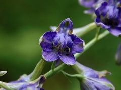 Delphinium exaltatum