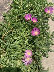 Delosperma cooperi