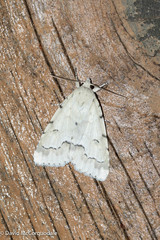 Acronicta innotata