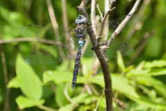 Rhionaeschna jalapensis