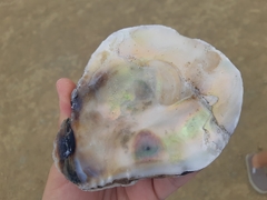 Striostrea prismatica