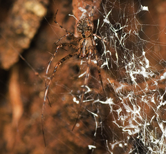 Australomimetus maculosus