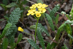 Draba ogilviensis