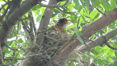 Turdus migratorius