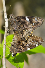 Codatractus arizonensis