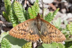 Boloria improba