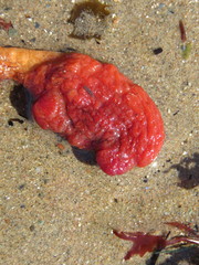 Boltenia ovifera