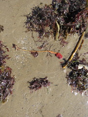 Boltenia ovifera