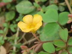 Oxalis dombeyi