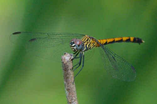 Seaside Dragonlet photo 4
