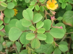 Oxalis dombeyi