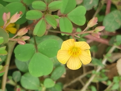 Oxalis dombeyi
