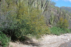 Vachellia farnesiana farnesiana