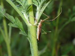 Zelus cervicalis