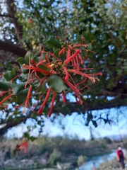 Tristerix verticillatus