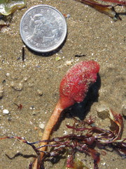 Boltenia ovifera