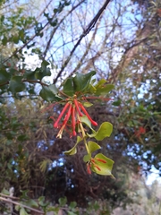 Tristerix verticillatus