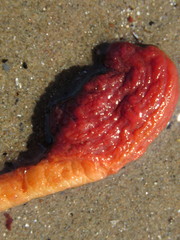 Boltenia ovifera
