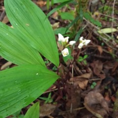 Govenia liliacea