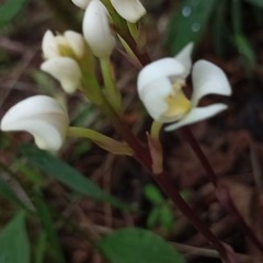 Govenia liliacea