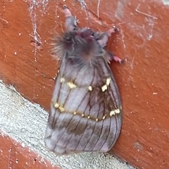 Paradirphia winifredae