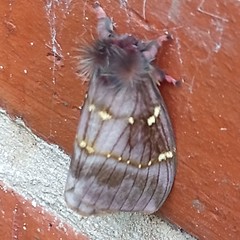 Paradirphia winifredae