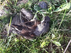 Porphyriops melanops