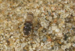 Actocetor indicus