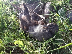 Porphyriops melanops