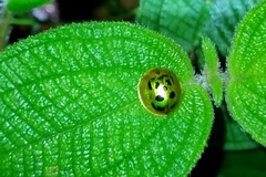 Coptocycla undecimpunctata