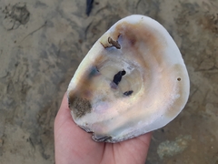 Striostrea prismatica