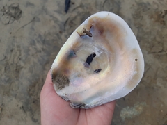 Striostrea prismatica