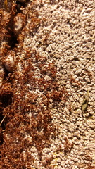 Myrmicinae