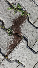 Myrmicinae