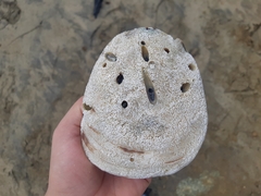 Striostrea prismatica