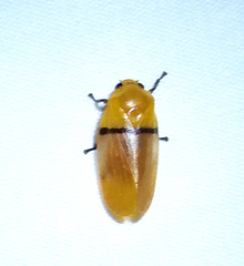 Monecphora cingulata