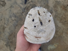 Striostrea prismatica