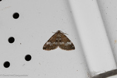 Perizoma alchemillata