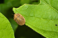 Sphyrocoris obliquus