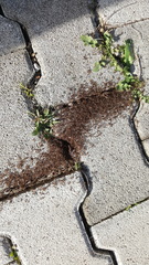 Myrmicinae