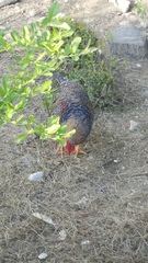 Gallus gallus domesticus