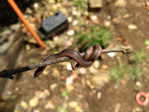 Chiapas burrowing snake
