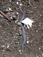 Adelphicos nigrilatum