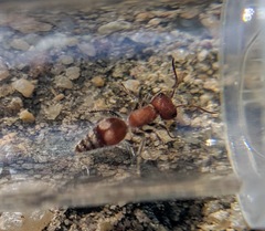 Myrmilloides grandiceps