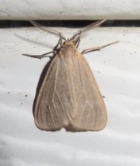 Pagara simplex