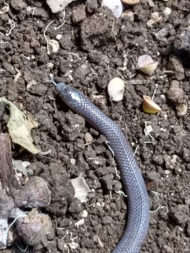 Chiapas burrowing snake