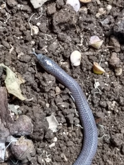 Adelphicos nigrilatum