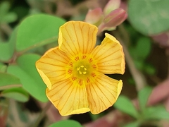Oxalis dombeyi